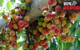 Ayurvedic: इस फल को खाने से बूढ़े में भी आ जाती है जवानों सी ताक़त! जानिए औषधीय गुणों से भरपूर इस फल के बारे