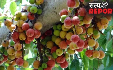 Ayurvedic: इस फल को खाने से बूढ़े में भी आ जाती है जवानों सी ताक़त! जानिए औषधीय गुणों से भरपूर इस फल के बारे
