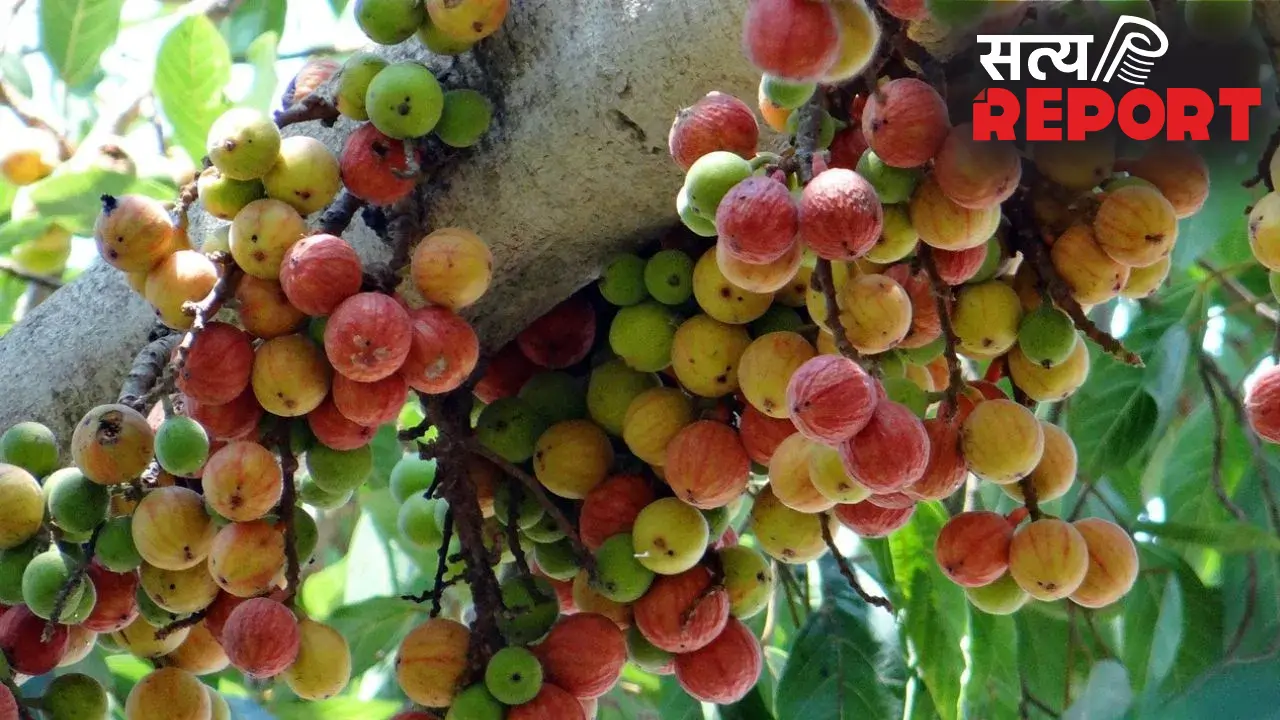 Ayurvedic: इस फल को खाने से बूढ़े में भी आ जाती है जवानों सी ताक़त! जानिए औषधीय गुणों से भरपूर इस फल के बारे