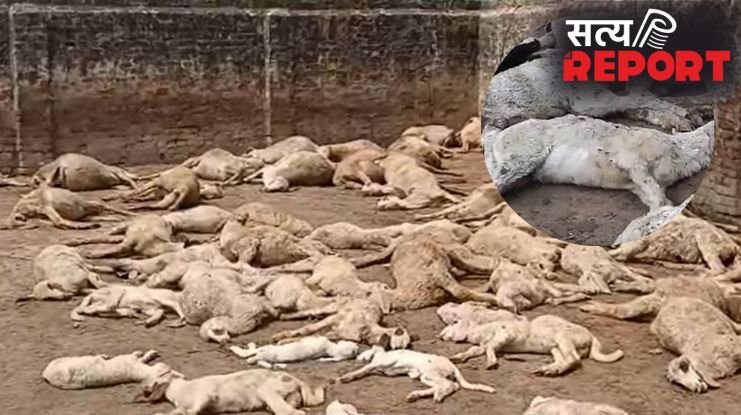 सहारनपुर : 5 फीट ऊंची दीवार फांदकर कुत्तों ने बाड़े में घुसकर 110 भेड़ों को मार डाला; 15 लाख से अधिक का नुकसान