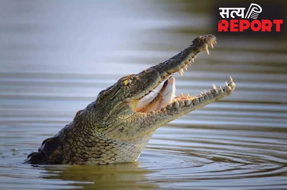 UP NEWS: मगरमच्छ के जबड़े से खींच लाई चाची, भतीजी को बचाने के लिए जान जोखिम में डाला