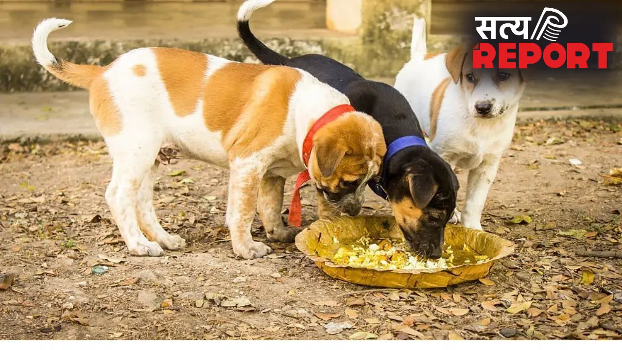 Feeding Animals: जगाना है सोया हुआ भाग्य? आज से ही शुरू कर दें इन 5 जीवों को भोजन कराना