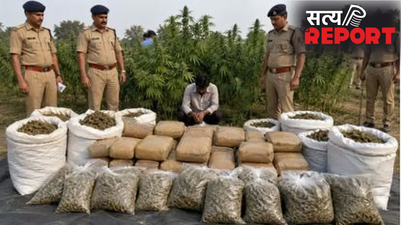 गड़चिरोली में 68 लाख का गांजा जब्त, खेत में धान की जगह हो रही थी गांजे की खेती