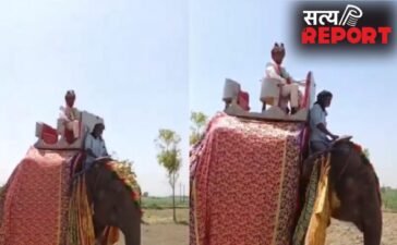 UP NEWS: घोड़ी के बजाय दूल्हा हाथी पर सवार, मेरठ की अनोखी बारात वायरल