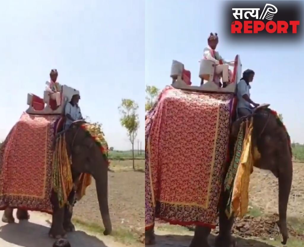 UP NEWS: घोड़ी के बजाय दूल्हा हाथी पर सवार, मेरठ की अनोखी बारात वायरल
