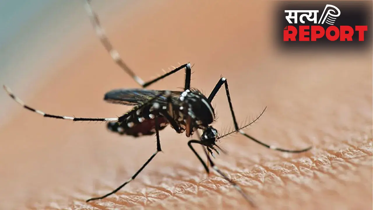 National Dengue Day: डेंगू से बचने के लिए लगाते हैं अगरबत्ती, तो हो जाइए सावधान! हो सकती है सांस संबंधी बीमारी
