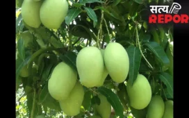 Raw Mango: भीषण गर्मी का काल है ‘कच्चा आम,’ लू से बचने के लिए आज ही आज़माएं