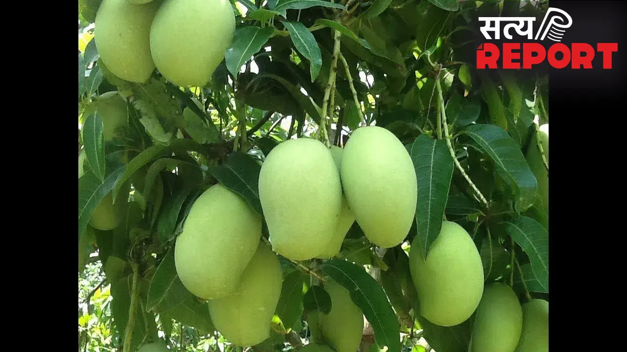 Raw Mango: भीषण गर्मी का काल है ‘कच्चा आम,’ लू से बचने के लिए आज ही आज़माएं