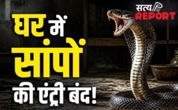 घर में सांपों की एंट्री रोकने के लिए कुछ तरीके