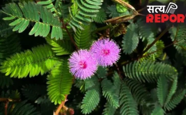 Shami Plant: कंगाल को भी मालामाल बना सकता है शमी का पौधा, बस जान लें सही दिशा और वास्तु नियम।