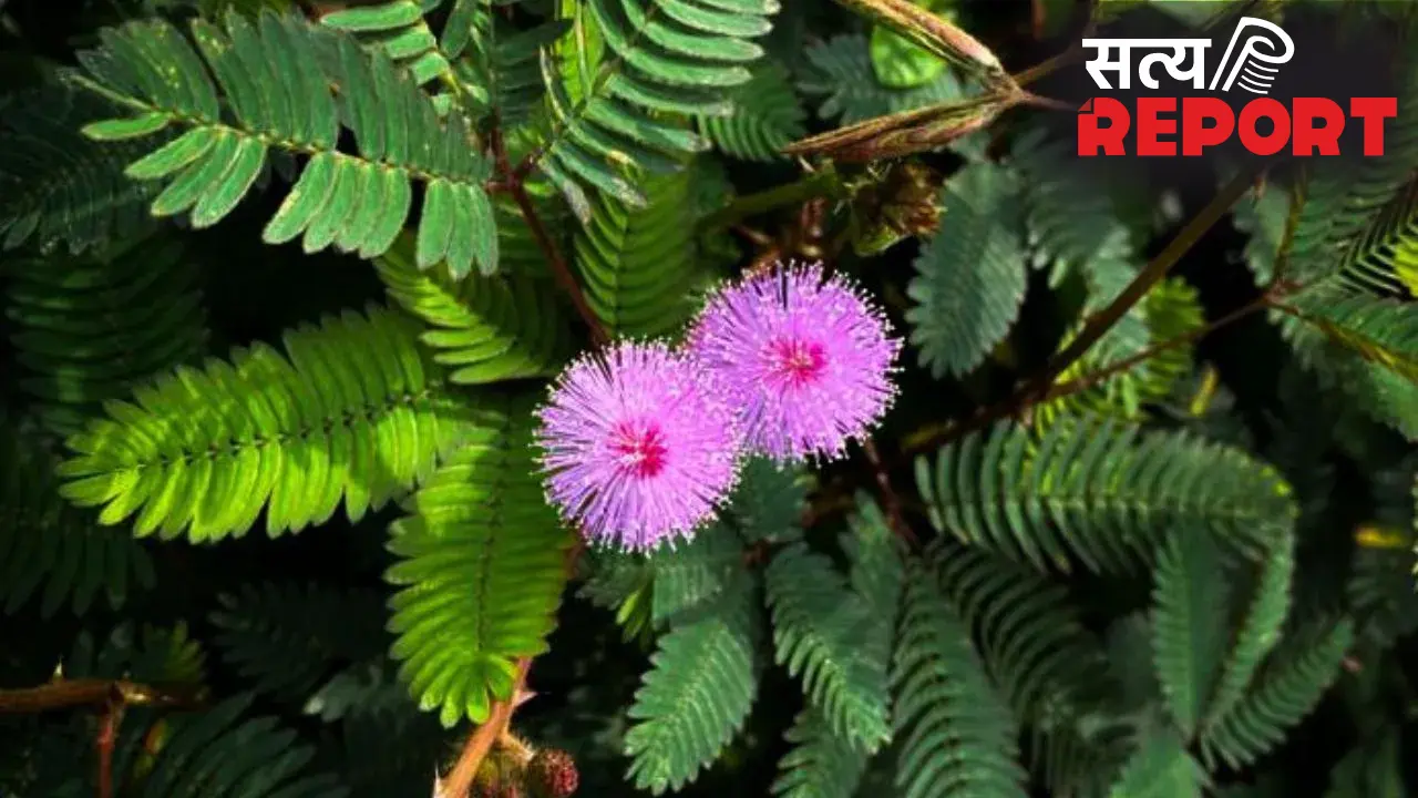 Shami Plant: कंगाल को भी मालामाल बना सकता है शमी का पौधा, बस जान लें सही दिशा और वास्तु नियम।