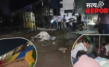 पुल से गुजर रही ट्रेन ने मारी 3 गायों को टक्कर, एक गाय जा गिरी नीचे खड़े युवक के ऊपर, फिर जो हुआ…