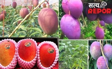 शहद से भी ज्यादा मीठा है दुनिया का सबसे महंगा आम, कीमत लाखों में, जानें इस Mango की खासियत