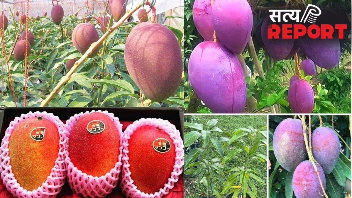 शहद से भी ज्यादा मीठा है दुनिया का सबसे महंगा आम, कीमत लाखों में, जानें इस Mango की खासियत