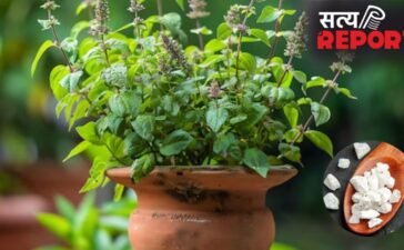 तुलसी के पौधे में फिटकरी का पानी डालने से क्या होता है?