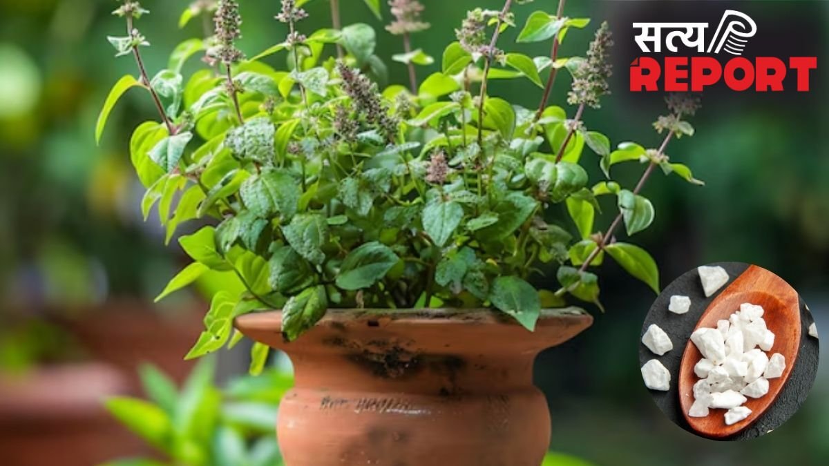 तुलसी के पौधे में फिटकरी का पानी डालने से क्या होता है?