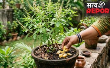 तुलसी के पौधे में केले का छिलका डालने से क्या होता है?