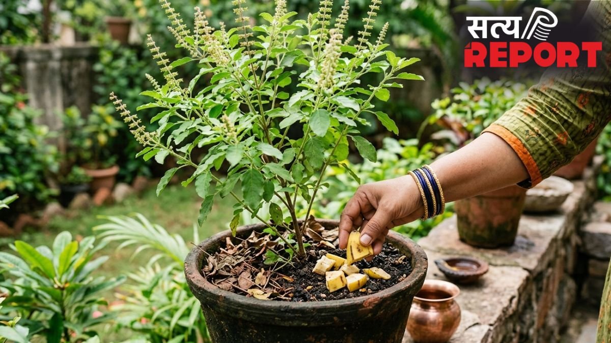 तुलसी के पौधे में केले का छिलका डालने से क्या होता है?