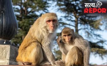 UP: बंदर की मौत पर फंस गए पूर्व विधायक, हाजी मुसर्रत अली बिट्टन पर कसा शिकंजा; कोर्ट में चार्जशीट दाखिल