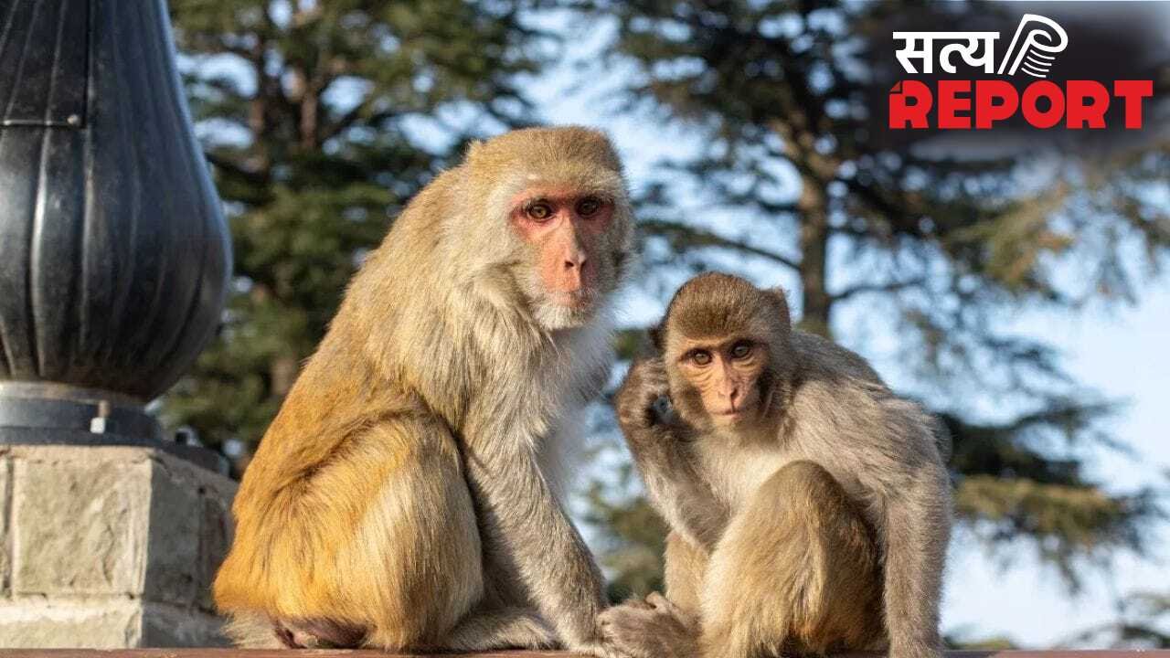 UP: बंदर की मौत पर फंस गए पूर्व विधायक, हाजी मुसर्रत अली बिट्टन पर कसा शिकंजा; कोर्ट में चार्जशीट दाखिल