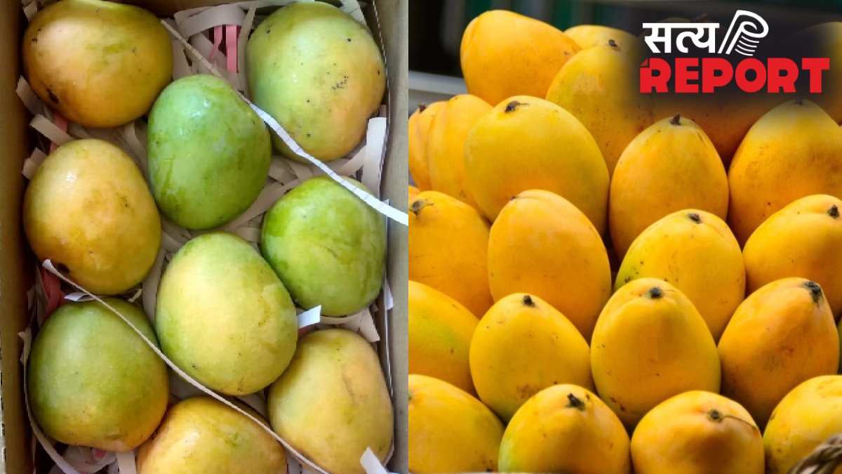 कार्बाइड फ्री ऑर्गेनिक आम और कार्बाइट से पके आम में क्या अंतर होता है, देखने से नहीं खाने और स्वाद से पता चल जाएगा