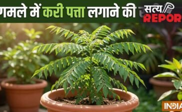गमले में कैसे लगाएं करी पत्ता, इस ट्रिक को अपनाएं तेजी से बड़ा होगा पौधा, खाद पानी से ज्यादा इस बात का रखें ख्याल