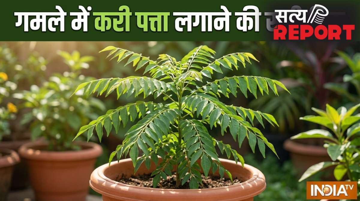गमले में कैसे लगाएं करी पत्ता, इस ट्रिक को अपनाएं तेजी से बड़ा होगा पौधा, खाद पानी से ज्यादा इस बात का रखें ख्याल