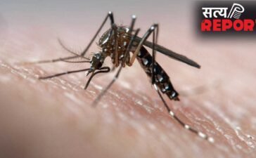 National Dengue Day: डेंगू में कब बढ़ जाता है मौत का खतरा? जानें शॉक सिंड्रोम के संकेत