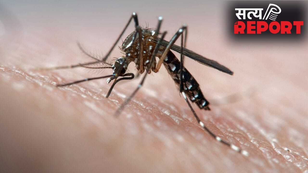 National Dengue Day: डेंगू में कब बढ़ जाता है मौत का खतरा? जानें शॉक सिंड्रोम के संकेत