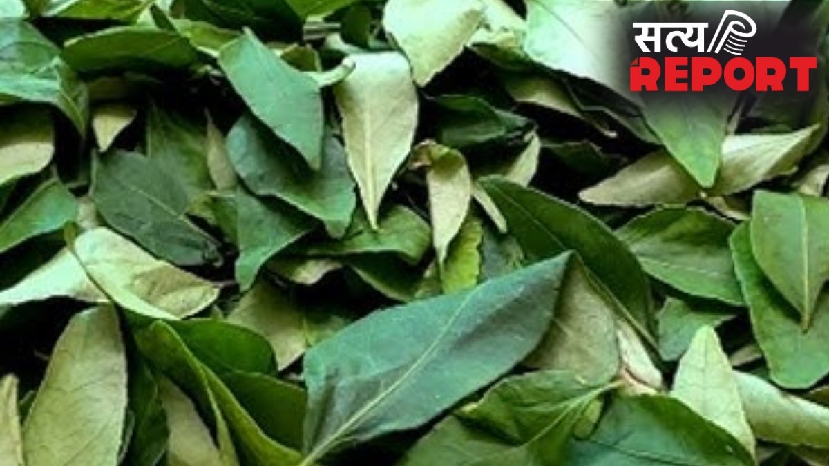 सेहत के लिए फायदेमंद करी पत्ता, रोज सुबह खाली पेट चबाएं, कम होने लगेगा वजन, मिलेंगे कई फायदे