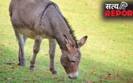 चीन को गधे का मांस निर्यात करेगा पाकिस्तान, कंपनी की चेतावनी के बाद शहबाज शरीफ ने आनन-फानन में दी मंजूरी