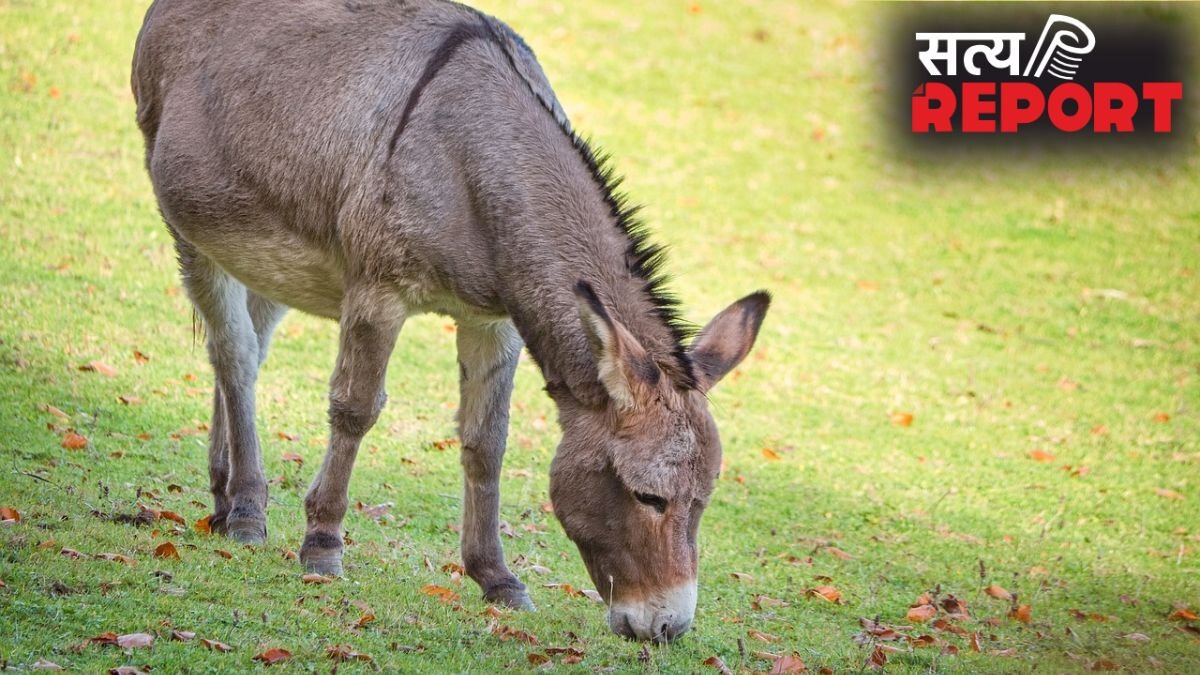 चीन को गधे का मांस निर्यात करेगा पाकिस्तान, कंपनी की चेतावनी के बाद शहबाज शरीफ ने आनन-फानन में दी मंजूरी