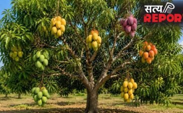Grafting Technique: एक ही पेड़ पर कई किस्म के आम, जानें क्या होती है फल उगाने की ये तकनीक