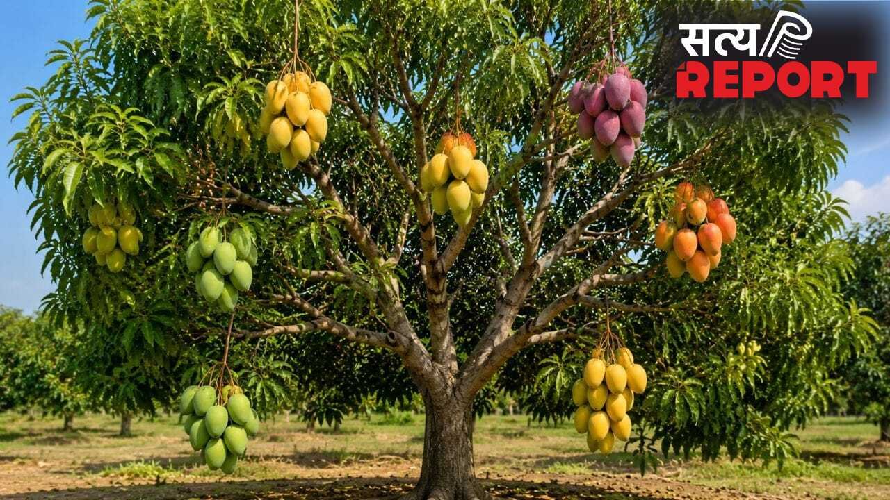 Grafting Technique: एक ही पेड़ पर कई किस्म के आम, जानें क्या होती है फल उगाने की ये तकनीक