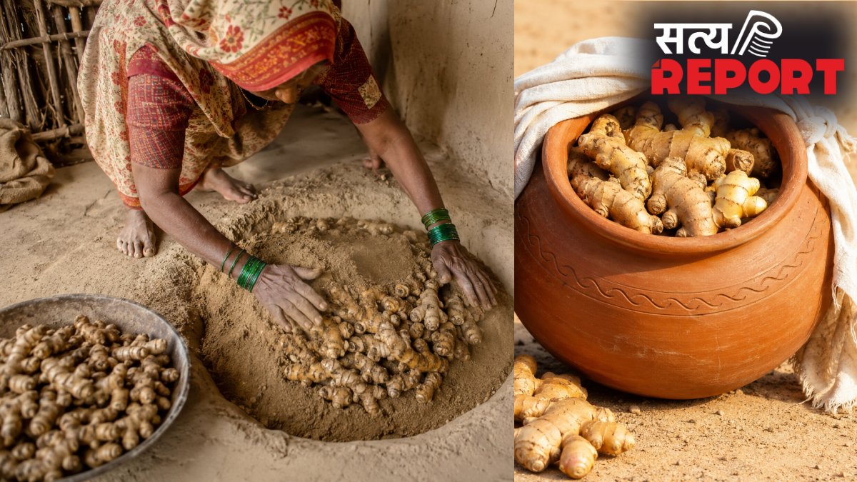 गर्मी में अदरक को कैसे स्टोर करें, बिना फ्रिज के अदरक को सूखने से बचाने के लिए अपनाएं ये टिप्स, महीनों फ्रेश रहेगी