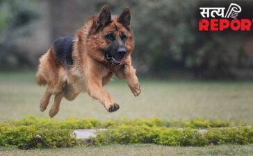 कानपुर: हत्यारे जर्मन शेफर्ड ‘राबर्ट’ का फिर हमला, पूर्व LG की बहन को एक साल पहले नोचकर मारा, अब बहू को बनाया निशाना
