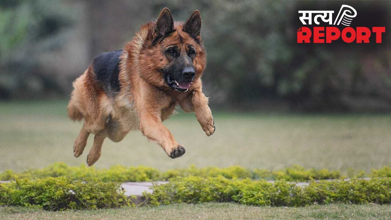 कानपुर: हत्यारे जर्मन शेफर्ड ‘राबर्ट’ का फिर हमला, पूर्व LG की बहन को एक साल पहले नोचकर मारा, अब बहू को बनाया निशाना