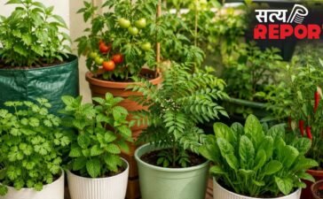 घर के किचन गार्डन में लगाएं ये 5 पौधे, बस कुछ जरूरी बातों का रखें ध्यान