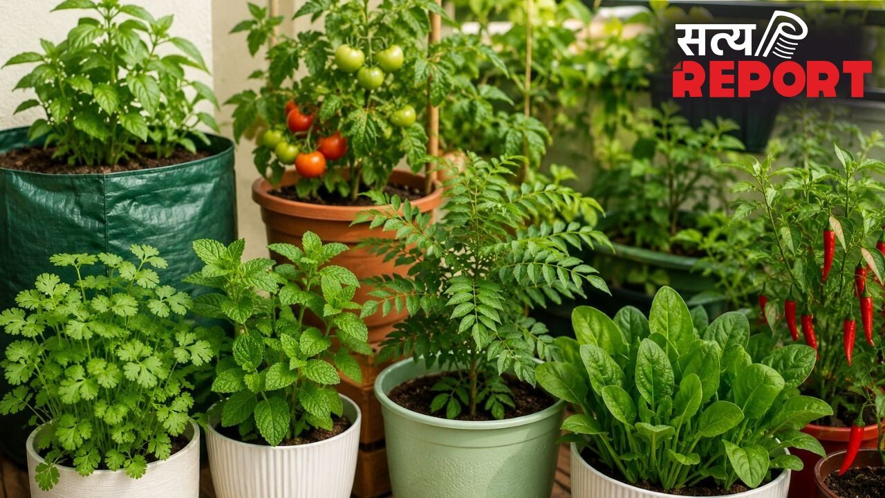 घर के किचन गार्डन में लगाएं ये 5 पौधे, बस कुछ जरूरी बातों का रखें ध्यान