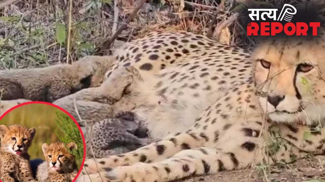 कूनो में मातम! चीता ‘KGP12’ के चारों शावकों की मौत, शिकारी हमले की आशंका
