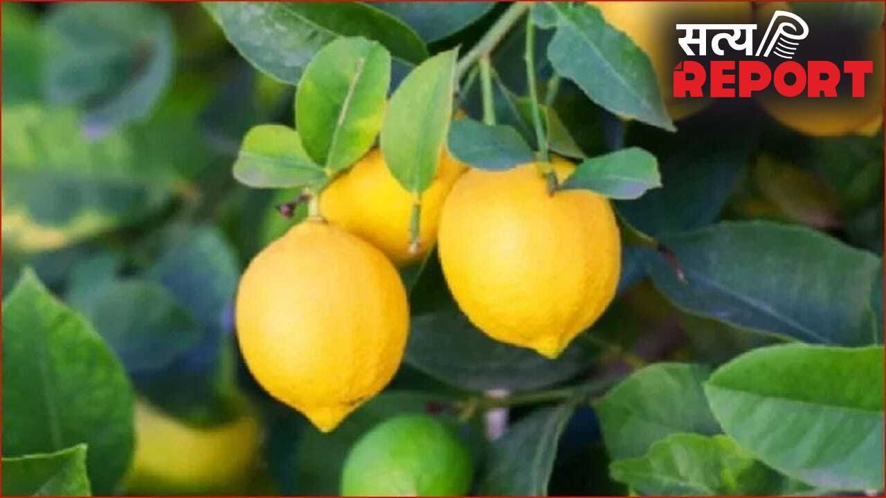 एक नींबू के चक्कर में उजड़ गई इस अभागे पिता की पूरी दुनिया, रुला देगा बिहार का ये मामला