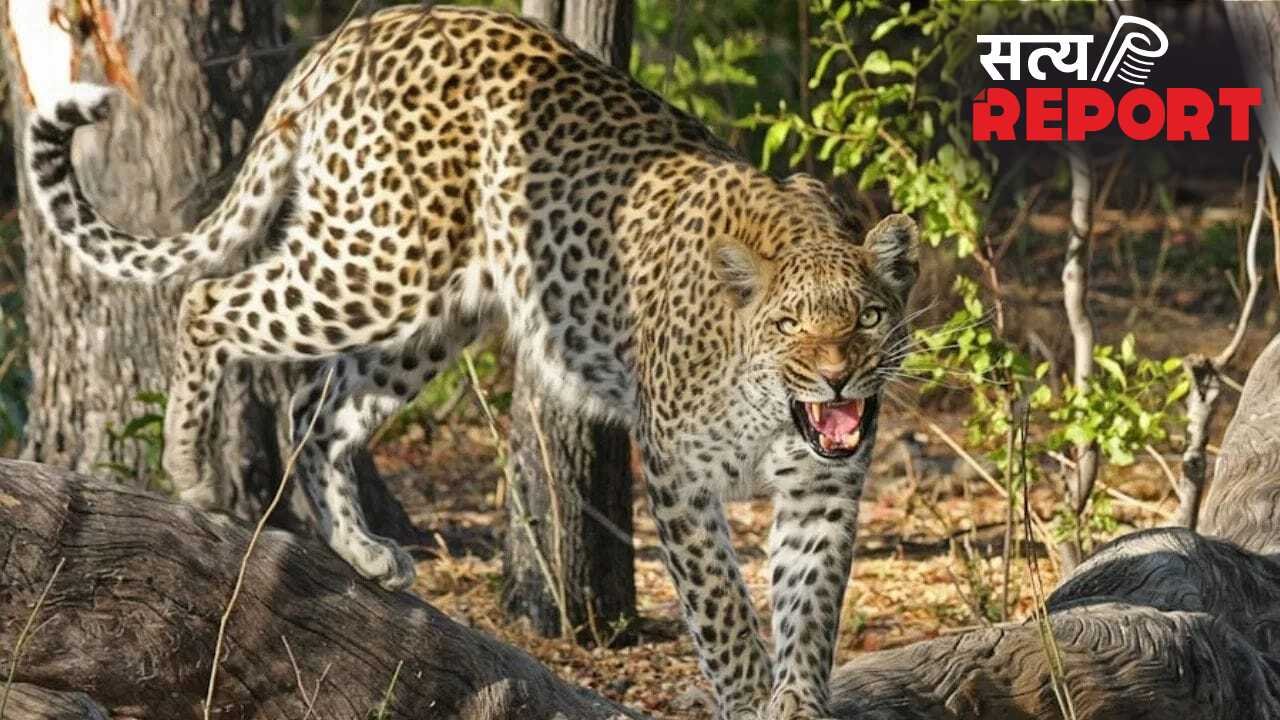 7 मिनट तक तेंदुए का जबड़ा पकड़े लड़ता रहा बच्चा, अब हिम्मत की हो रही खूब सरहाना