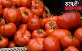 गर्मी की वजह से सड़ने गलने लगे हैं फ्रेश टमाटर तो इन टिप्स को करें फॉलो, जल्दी नहीं होंगे खराब