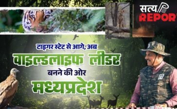 कूनो नेशनल पार्क में आई बोत्सवाना की 2 मादा चीता, MP को वाइल्डलाइफ लीडर स्टेट बनाने की तैयारी