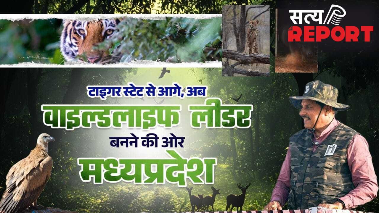 कूनो नेशनल पार्क में आई बोत्सवाना की 2 मादा चीता, MP को वाइल्डलाइफ लीडर स्टेट बनाने की तैयारी