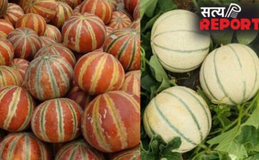 नारंगी लाइन वाला या हरी धारियों वाला, कौन सा खरबूजा ज्यादा होता है मीठा, खरीदते वक्त ध्यान रखें ये बातें
