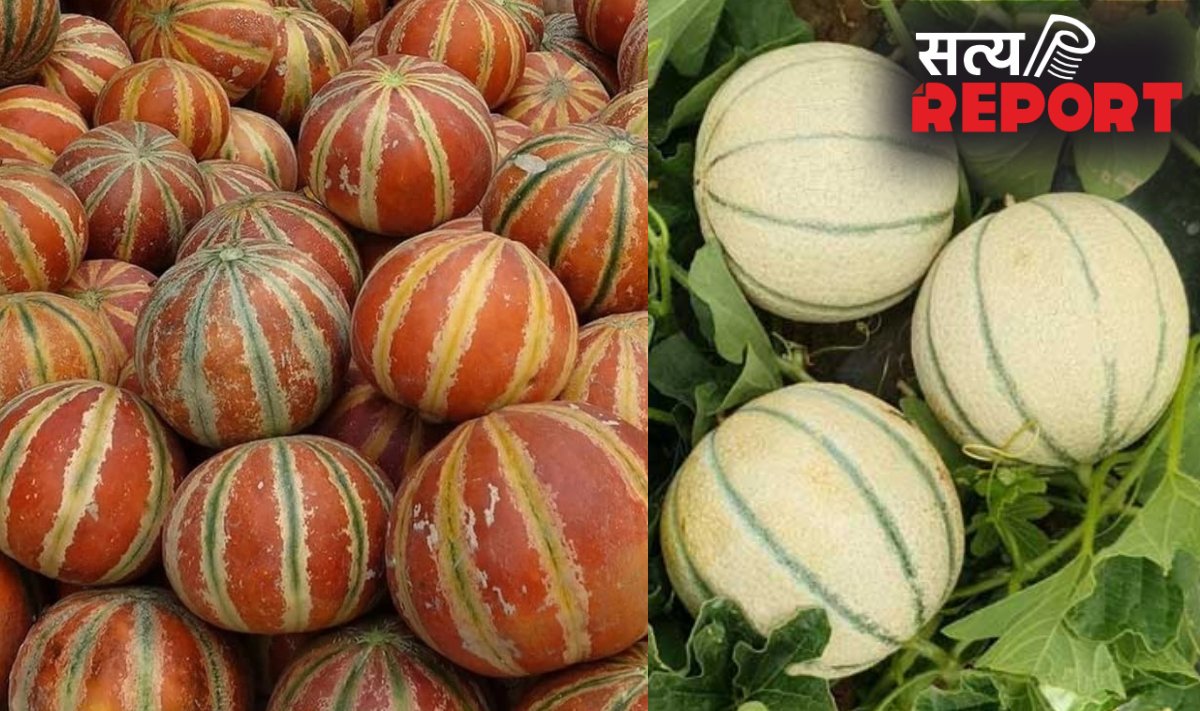 नारंगी लाइन वाला या हरी धारियों वाला, कौन सा खरबूजा ज्यादा होता है मीठा, खरीदते वक्त ध्यान रखें ये बातें