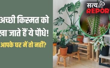 Unlucky Plants: अच्छी किस्मत को खा जाते हैं ये 5 पौधे, घर में भूलकर भी न लगाएं