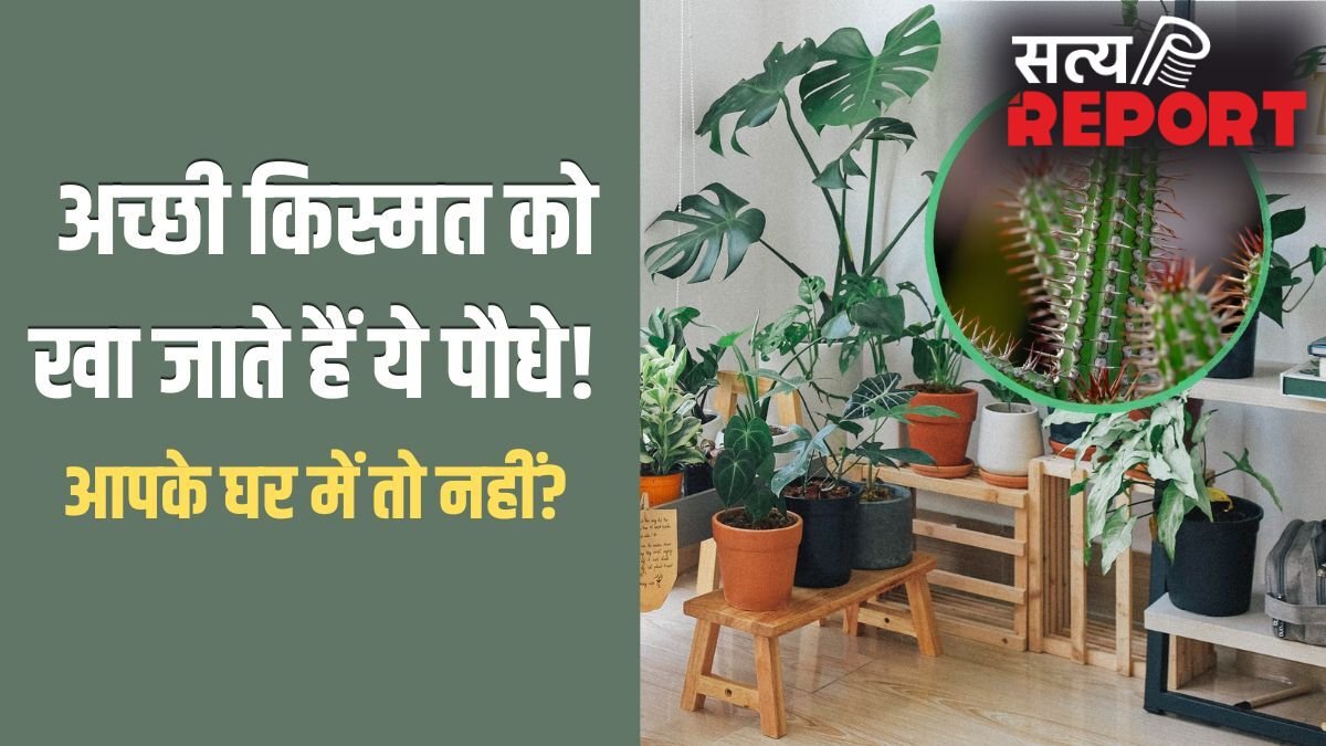 Unlucky Plants: अच्छी किस्मत को खा जाते हैं ये 5 पौधे, घर में भूलकर भी न लगाएं