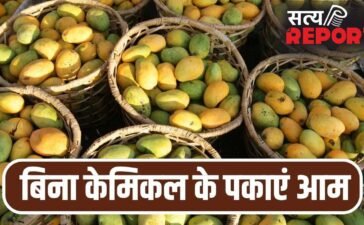 घर पर बिना केमिकल के पका सकते हैं आम, बस आजमाएं ये पुराने तरीके